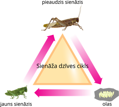 YCUZD_260309_sienāzis_shēma.png