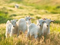 shutterstock_2470008221_goats_kazas.jpg