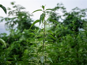 Shutterstock_2371182895_nettle_nātre.jpg