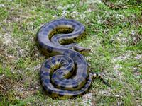 shutterstock_1613861821 Anakonda.jpg