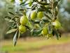 Shutterstock_532036402_olives_olīvas.jpg
