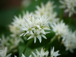 Shutterstock_2449770827_wild garlic_meža laksis.jpg