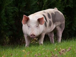 Shutterstock_396061318_pig_cūka.jpg