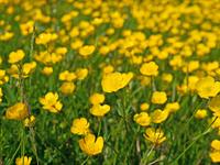 shutterstock_2289164227_buttercup_gundega.jpg