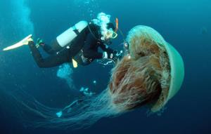 060119_jellyfish.jpg