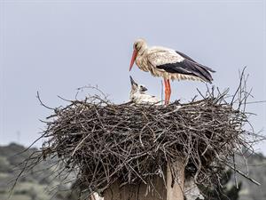 shutterstock_2470420327_stork with baby_stārķis ar mazuli.jpg