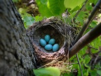 shutterstock_2605525809_thrush bird eggs_strazda olas.jpg