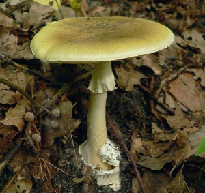 2011_Amanita_phalloides_1.png