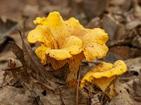 shutterstock_2544336625_chanterelles_gailenes.jpg