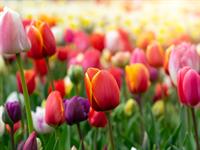 Shutterstock_2400287949_tulips_tulpes.jpg