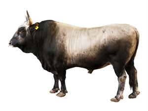 Shutterstock_524889238_bull_bullis.jpg