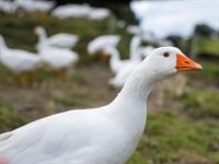 Shutterstock_1763647841_goose_zoss.jpg