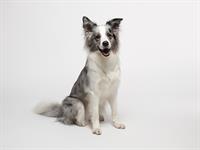 shutterstock_2303949649_dog_suns (1).jpg