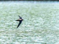 shutterstock_2357658241_White throated Needletail_baltrīkles adataste.jpg