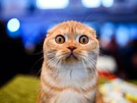Shutterstock_769196575_surprised cat_izbrīnīts kaķis.jpg