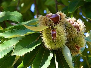 shutterstock_2478561057_chestnuts_kastaņi.jpg