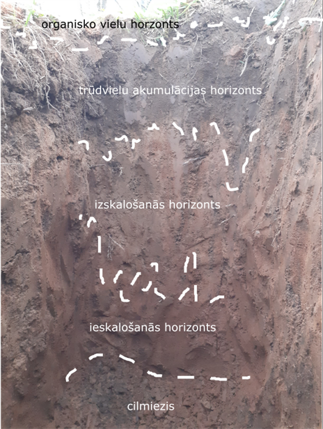 velēnu podzolaugsne.png