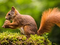 shutterstock_613894979_squirrel_vāvere.jpg