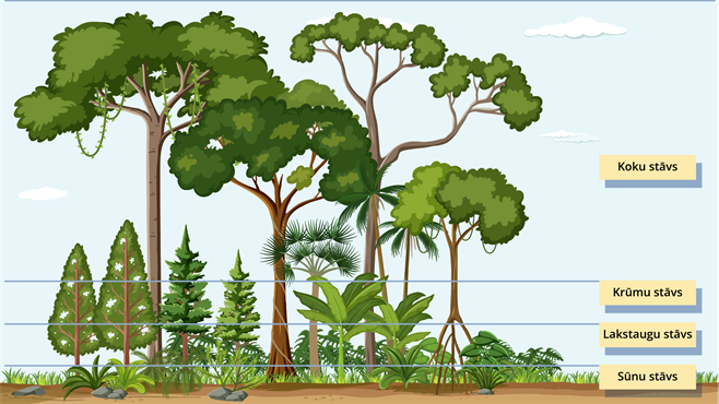 YCUZD_260908_8531_Lietus_meža_slāņi (1).png