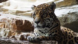 jaguar-1416524_960_720.jpg