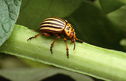 250px-Colorado_potato_beetle.png