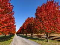 shutterstock_2533429793_maple tree in park_kļavas parkā.jpg