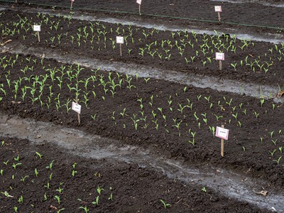 shutterstock_2779994261_corn seedlings_kukurūzas stādi.jpg