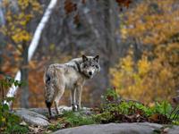 Shutterstock_1076752976_wolf_vilks (1).jpg