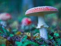 shutterstock_2399838435_fly agaric_mušmire.jpg