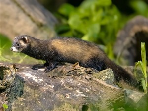Shutterstock_2288727407_polecat_sesks.jpg