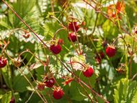 shutterstock_2490137247_wild strawberries_meža zemenes.jpg