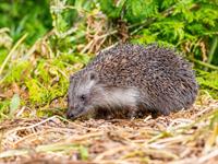 shutterstock_2455066399_hedgehog_ezis.jpg