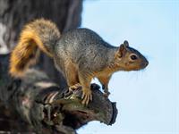 shutterstock_2503403267_squirrel_vāvere.jpg