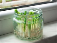 shutterstock_1713033181_growing green onions_audzē zaļos sīpolus.jpg