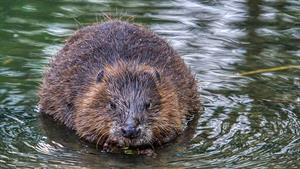 beaver-6475045_960_720.jpg