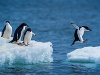 shutterstock_2446202807_Penguins_Pingvīni.jpg