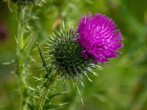 shutterstock_2463962299_thistle_dadzis.jpg