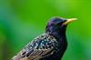 starling3.jpg