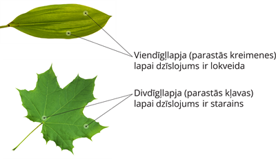 YCUZD_250127_6991_divdigllapas_viendigllapas_2_lab.png