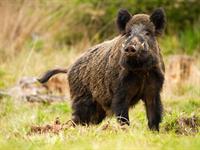 shutterstock_1675330831_wild boar_mežacūka.jpg