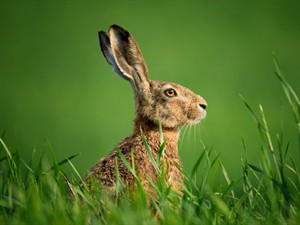 Shutterstock_653263390_hare_zaķis.jpg