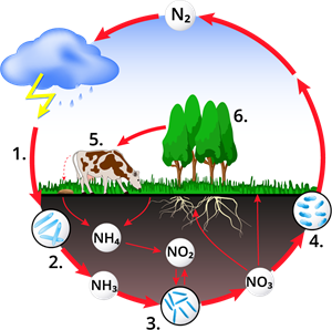 YCUZD_230727_5389_slāpekļa cirkulācija.png
