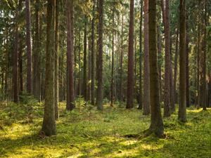Shutterstock_1694376937_natural forest_dabīgs mežs.jpg
