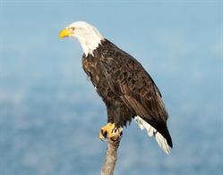 bald-eagle-1247115_960_720.jpg