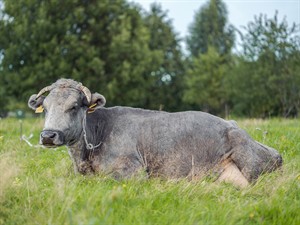 Julija Kumpinovica Shutterstock_Latvian blue cow_Latvijas zilā govs.jpg