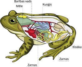 YCUZD_230109_4929_vardes gremošanas orgāni.png