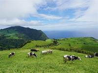 shutterstock_2575149163_herd of grazing cows_ganības.jpg