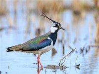 Shutterstock_2442047147_northern lapwing_ķivīte.jpg