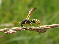shutterstock_2476185859_wasp_lapsene.jpg
