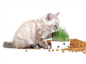 shutterstock_2073121976_kitten eats grass_kaķēns ēd zāli.jpg